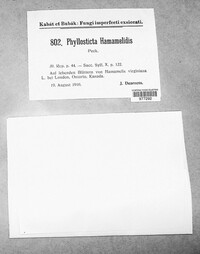Phyllosticta hamamelidis image